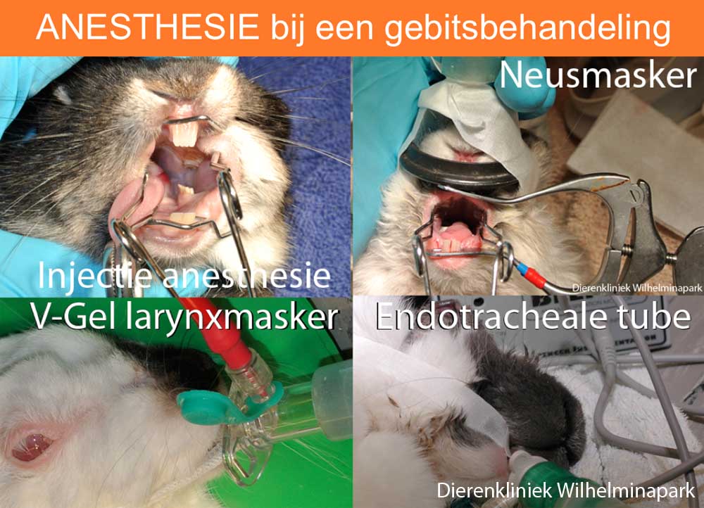 Verschillende manieren om een konijn te verdoven: alleen injectie anesthesie of op 3 verschillende manieren gas toedienen.